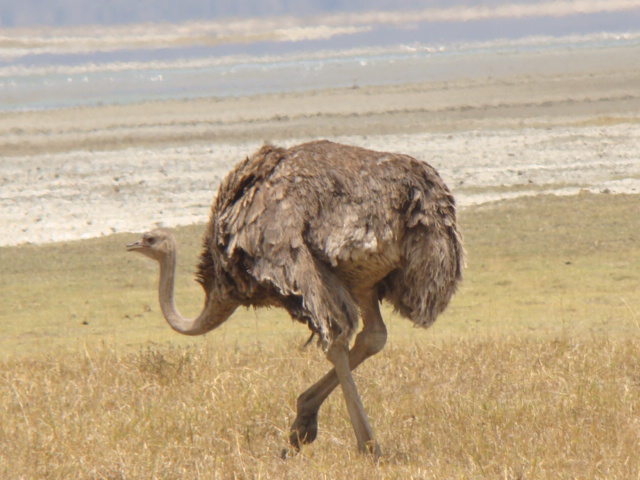 Ostrich (struthio Camelus)