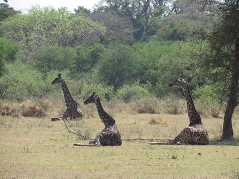 Ngorongoro Conservation Area 4