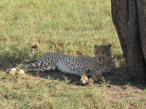 Serengeti National Park 2