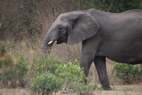 Tarangire National Park 2