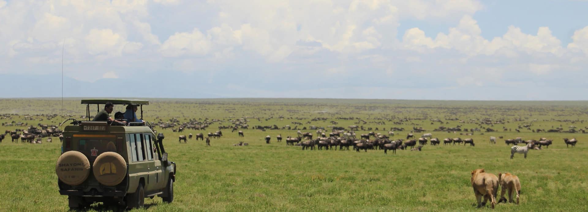 Shayona Safaris 4x4 watching the Great Migration with lions on the plains