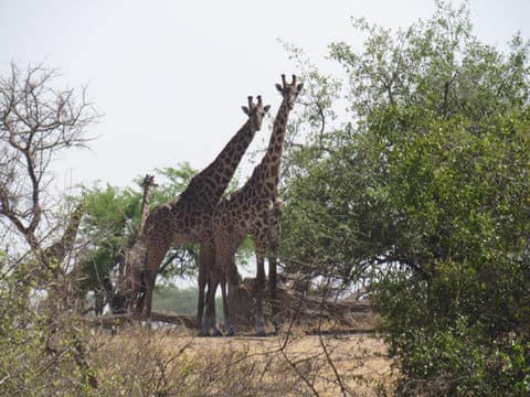 Serengeti to the Sea