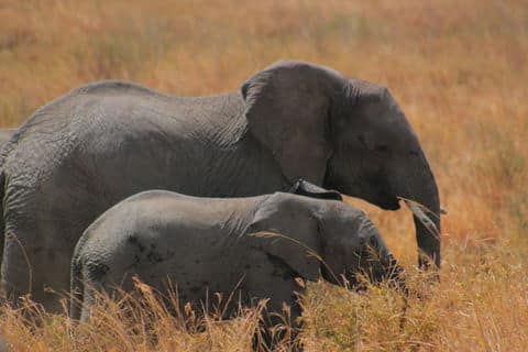 Ultimate Tanzania